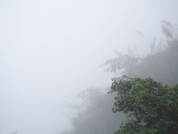 Low angle view of trees against sky during winter