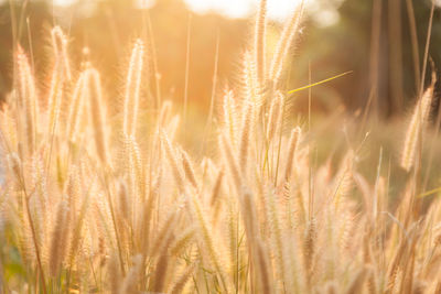 Close-up of wheat field