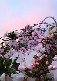 Close-up of pink flowers on tree