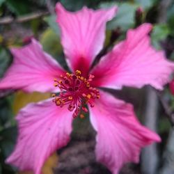 Close-up of pink flower