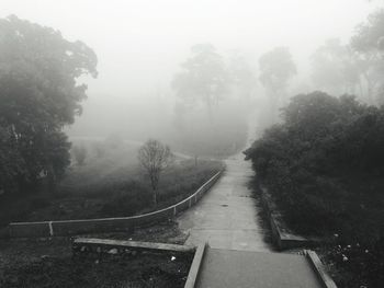 Trees in foggy weather against sky