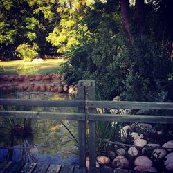 Reflection of trees on water