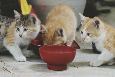 Close-up of kitten