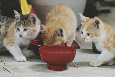 Cats with feeding containers