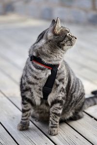 Close-up of a cat looking away