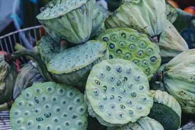 High angle view of succulent plant in market