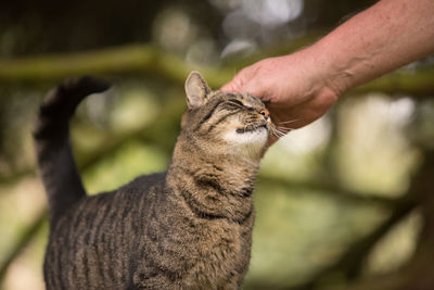 Close-up of hand holding cat against blurred background