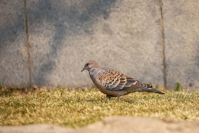 Close-up of bird perching on field