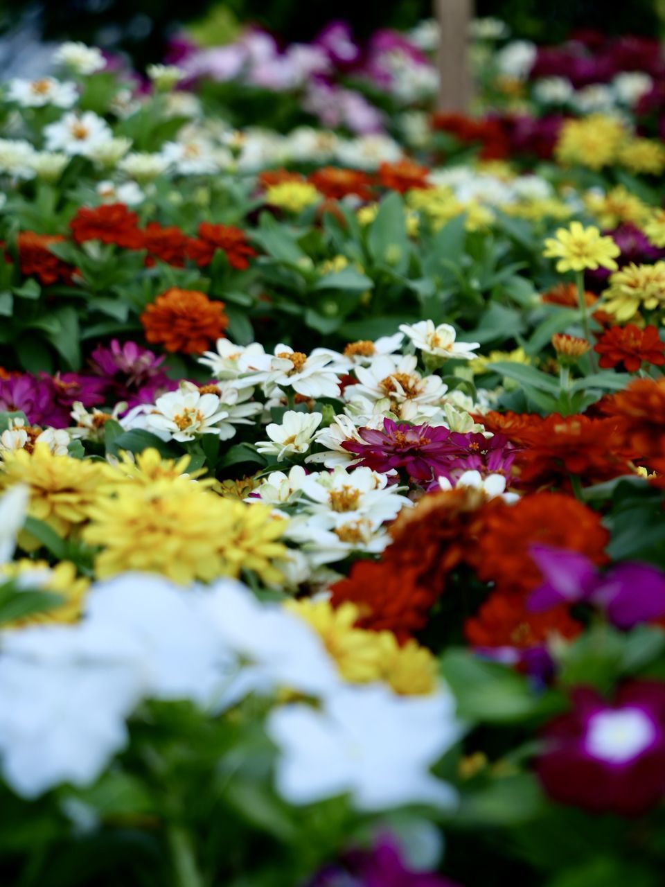 CLOSE-UP OF MULTI COLORED FLOWERING PLANTS