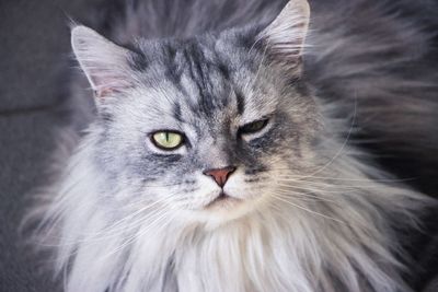 Close-up portrait of cat