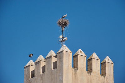 Low angle view of the stork standing on the wall against the blue sky