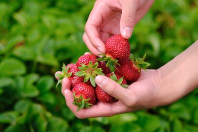 Midsection of person holding red berries