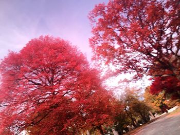 Autumn trees against sky