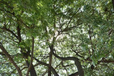 Low angle view of trees against sky