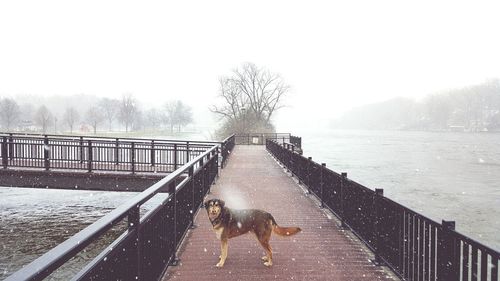 Dog on footbridge against sky during winter