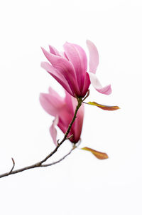 Close-up of pink rose against white background
