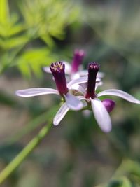 Close-up of purple flowering plant