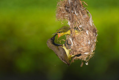 Close-up of a bird