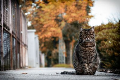 Cat against wall