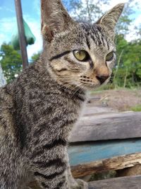 Close-up portrait of a cat