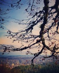 Trees on landscape against sky