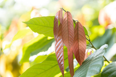 Close-up of autumnal leaves