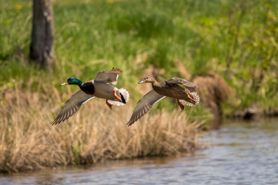 Mallard pair flying on pond