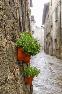 Close-up of potted plants against wall