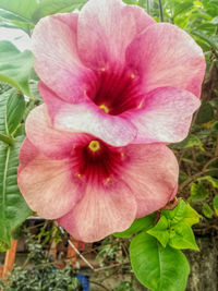 Close-up of flower blooming outdoors