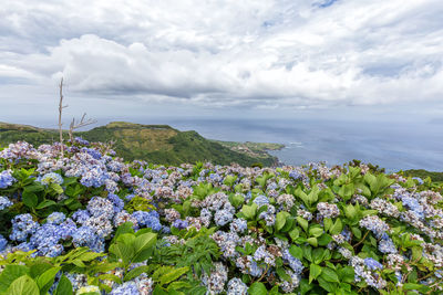 Scenic view of flowering plants on land against sky