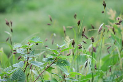 Close-up of housefly on flowering plant