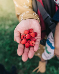 High angle view of hand holding berries on field