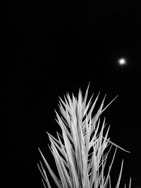 Close-up of moon over black background