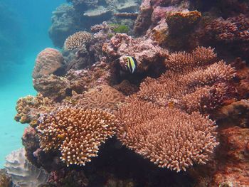 Close-up of coral in sea