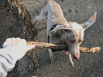 Cropped hand holding stick by dog