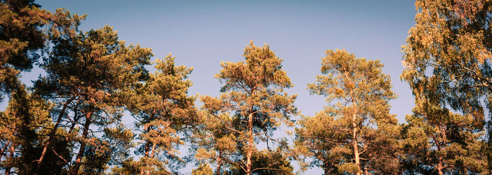 Low angle view of trees against blue sky