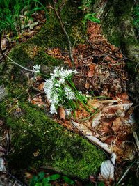 High angle view of mushroom growing on field