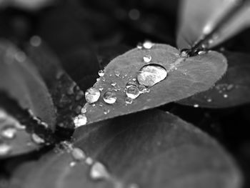 Close-up of water drops on leaf