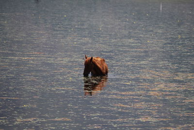 Horse in a lake