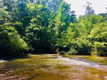 Trees growing by river in forest