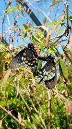 Close-up of butterfly perching on plant