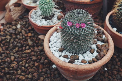 High angle view of succulent plant