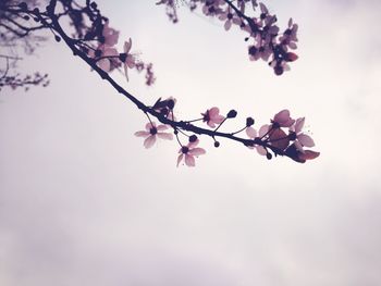 Low angle view of blossom