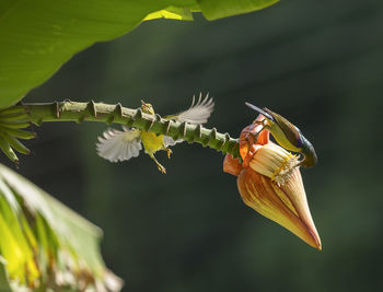 Close-up of insect on flower