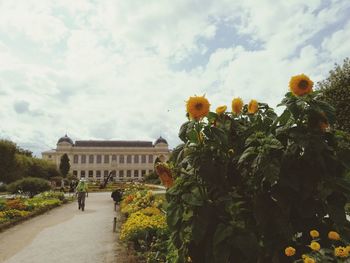 Yellow flowering plants by building against sky