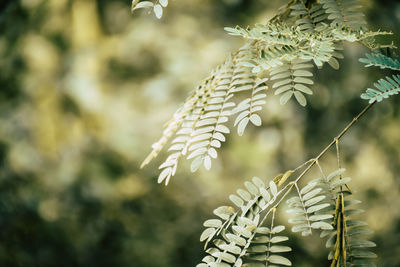 Close-up of tree branch