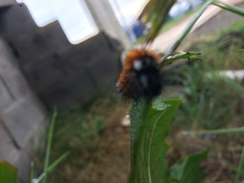 Close-up of bee on flower