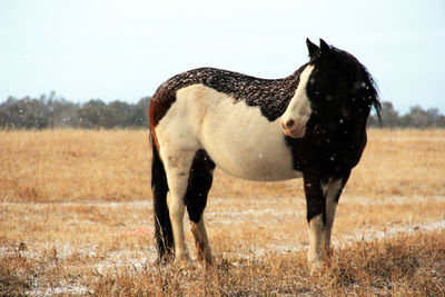 Horse standing in a field