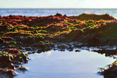 Close-up of sea against clear sky