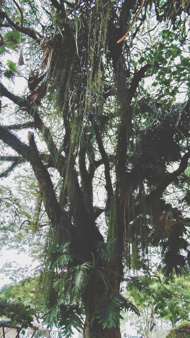 tree, tree trunk, low angle view, branch, growth, tranquility, nature, forest, beauty in nature, day, tranquil scene, green color, scenics, sky, outdoors, no people, sunlight, woodland, non-urban scene, idyllic